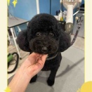 トイプードル SC マーティーくん 横須賀店 木村