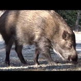 『箱根のイノシシ』の画像