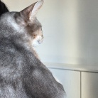 甘甘ボーイの抱っこで、家事が進まない