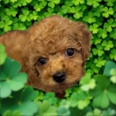 🐶NEWFACE🐶