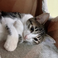 トライアル決定～ダブル発表～