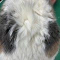 春の換毛期！　適切なケアが一番大事！