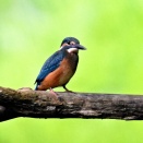 カワセミ、遠いしレンズが小さかった