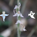 長靴を履いた4G（爺）の花活🥀🪻🌼