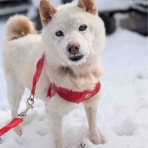 (社)アニマルパレス