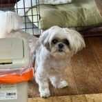 ふー と 菜種 の夢日記