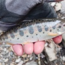 龍神アマゴ釣り解禁日