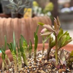 チップ・マリーへ ようこそ！