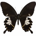 タイワンモンキアゲハ♂ (台湾) Papilio nephelus chaonulus