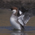 『投稿：BORG107FLによるカモ４態&月面A　2022/03/17』の画像