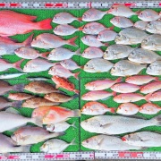 2025年12月16日　釣果