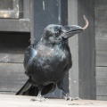 2026年10月14日の野鳥公園