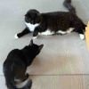 【ポチクロ猫日記】フォスター期間終了・どうなるトライアル【トライアル？29&30日目】