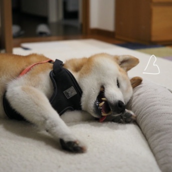 散歩の後♪