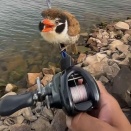 ブラジルで釣りをしていたらキュートな小鳥が釣り竿に止まった…こっちを見てる！（動画）