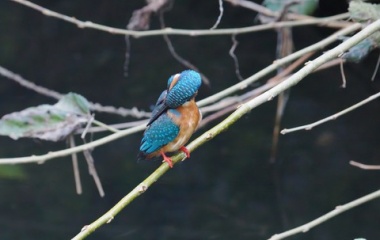 『投稿：OM-1のISO20000によるカワセミ　2022/10/31』の画像