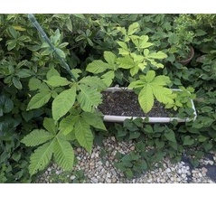 芽生え　トチノキ・コナラ・クリ