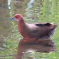 ヒクイナの蔵出し画像🦜🖥️（多々良沼公園）
