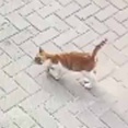 その猫はプロだった。まずは店主に気に入られる。ちょろいニャ♪ → それから犯行に及びます…