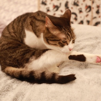 妥協する猫。