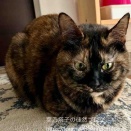 世界猫の日なので、猫への想いを綴ってみた。