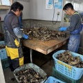 宮城県女川にて新規生牡蠣選別工場直営仮オープン