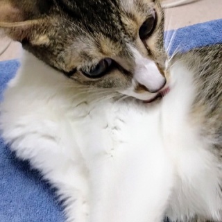 公園のネコたち