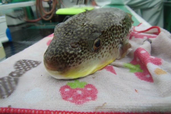 りんりんパパの釣行＆ぐるめ＆生活日記