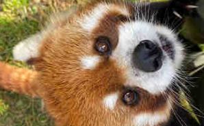 レッサーパンダの"識別テスト"