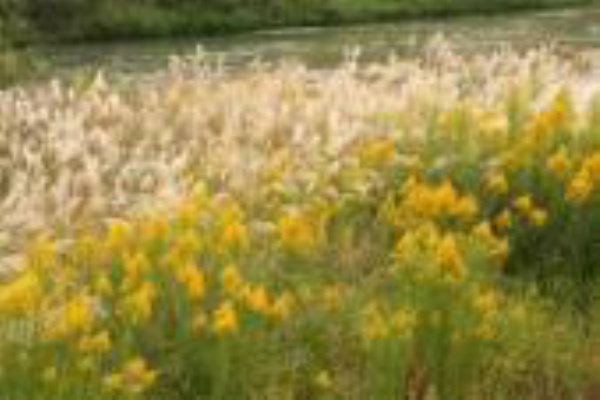 ススキが教える世界の中における日本のあり方とは チームおてんとさま