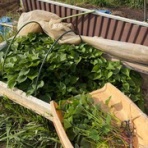 ブッチャケ(ぶっ鮭）日記