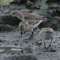 2026年9月12日の野鳥公園
