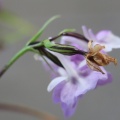無菌培養　華美系の交配