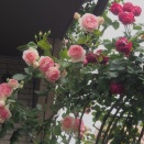 5月の迎え花