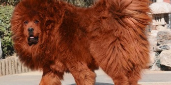 婚約目前の彼実家がヨウム(寿命50年)を飼ってて更に犬まで飼おうとしてた。彼親が面倒見れなくなったら私達が見ることになるのに…
