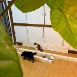 �ؤĤ���Ω�ƤƳ��ء����٤β���