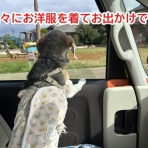 ガオだらけな日々　