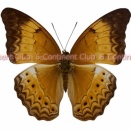 マラヤミナミヒョウモン♀ (ボルネオ) Cirrochroa malaya calypso