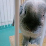 『「はなデカ」そらっち／（≡・　x　・≡）＼』の画像