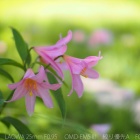 『投稿：LAOWA25mmF0.95による花と星　2022/07/23』の画像