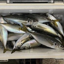 ２０２６年２月６日（金）（中潮）