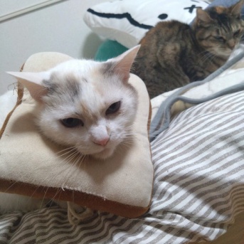 実物のﾈｺﾁｬﾝたちセカンド89