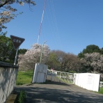 ほろ酔い狸のカメラ目線