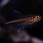 『【2月14日(金)熱帯魚入荷情報🐟】』の画像