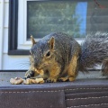 しばらくブログを休みます＆まとめてリス友写真 🐿️🐿️🐿️