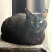 【猫写真】寒い日の黒猫たち