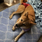 愚の惚鳥～主にコザクラインコ～