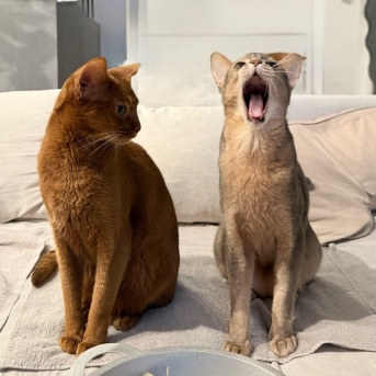 すごく久しぶりに、とのひめが並んだ♡