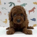 新しいわんちゃんの紹介です🐶