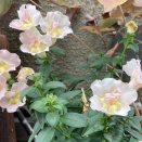 冷えとりを頑張って‼️毒出しのあとに起きたこと🙂